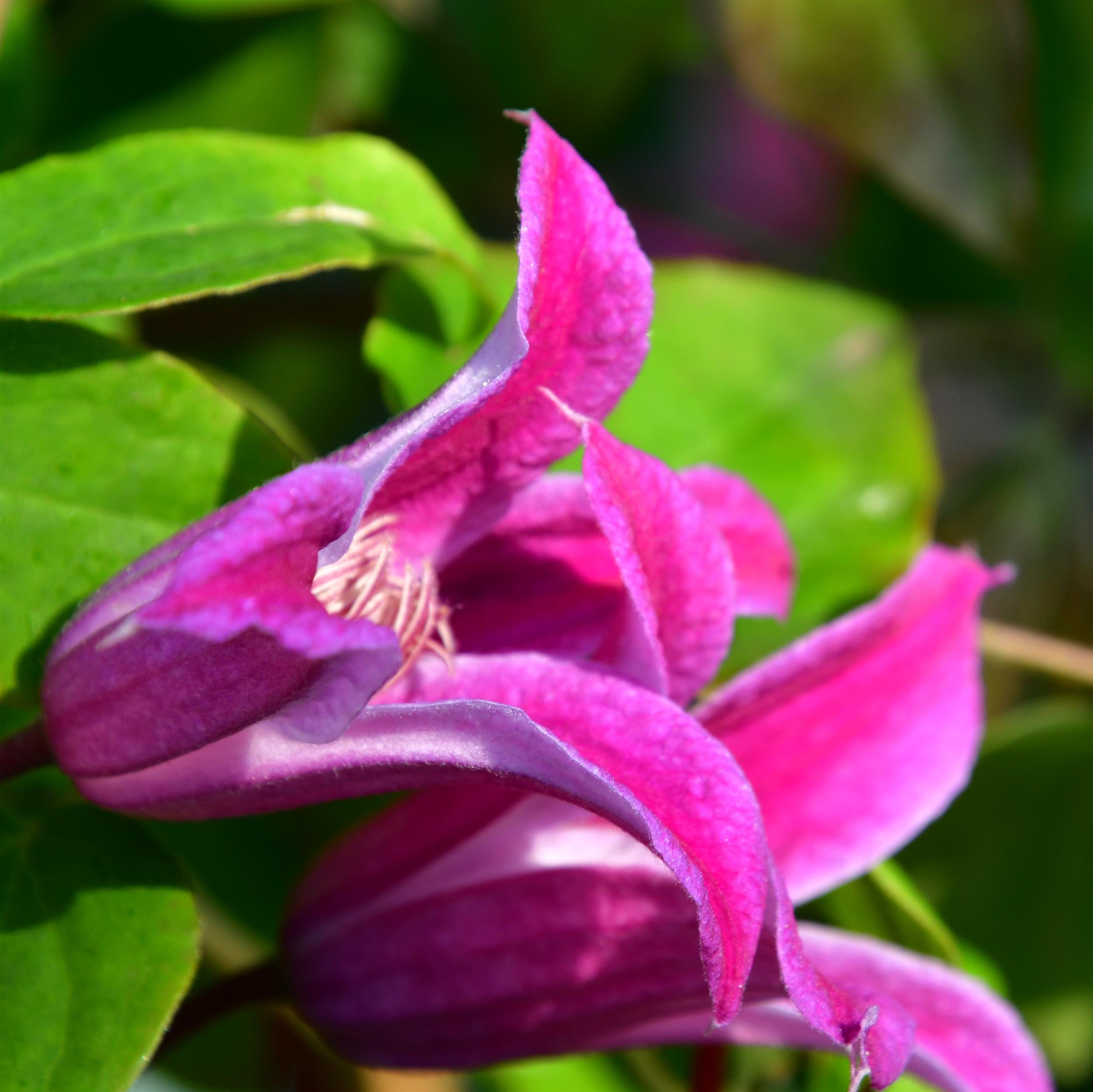 Clematis tex. Peveril Profusion BFCC