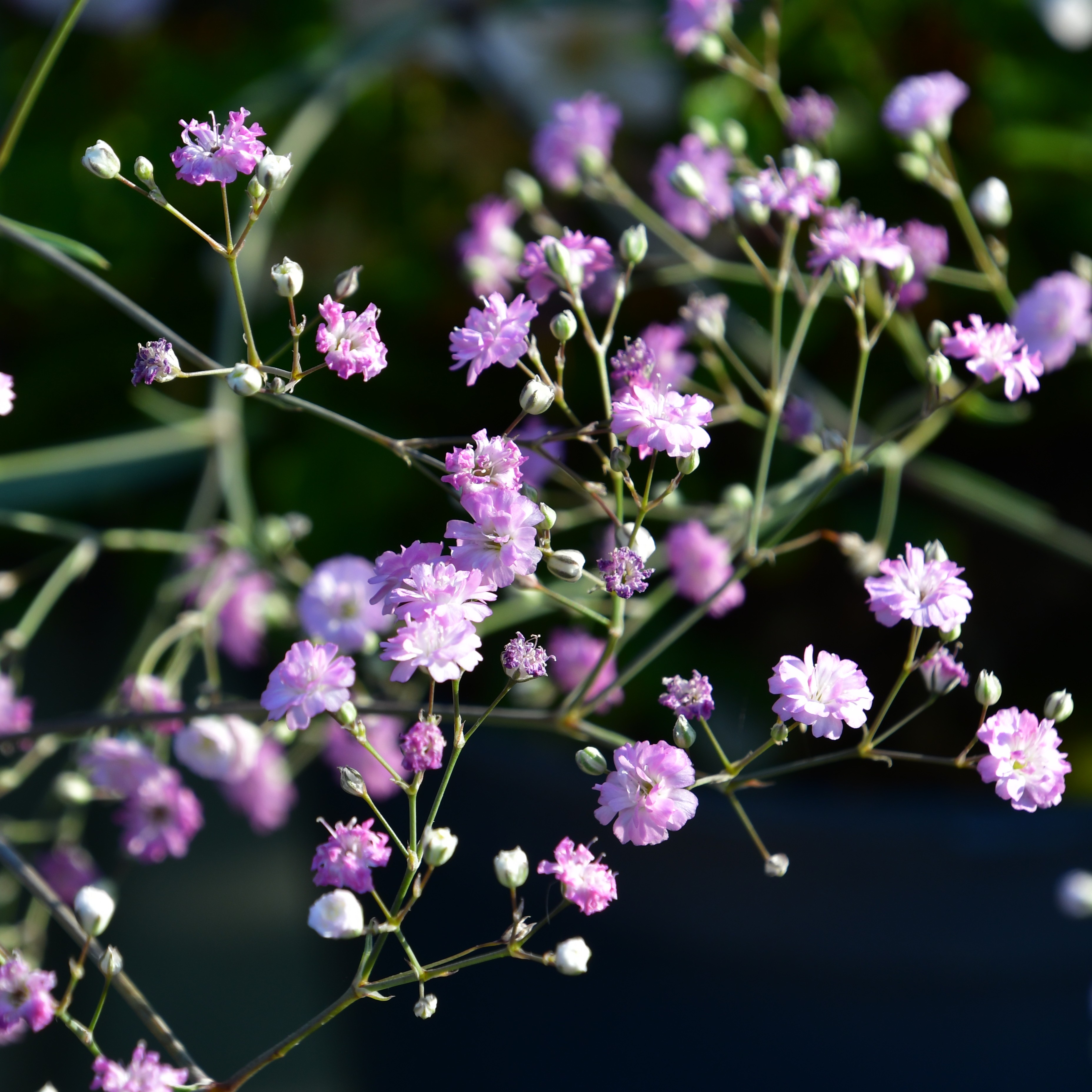 Gypsophila repens 'Rosenschleier' 3L
