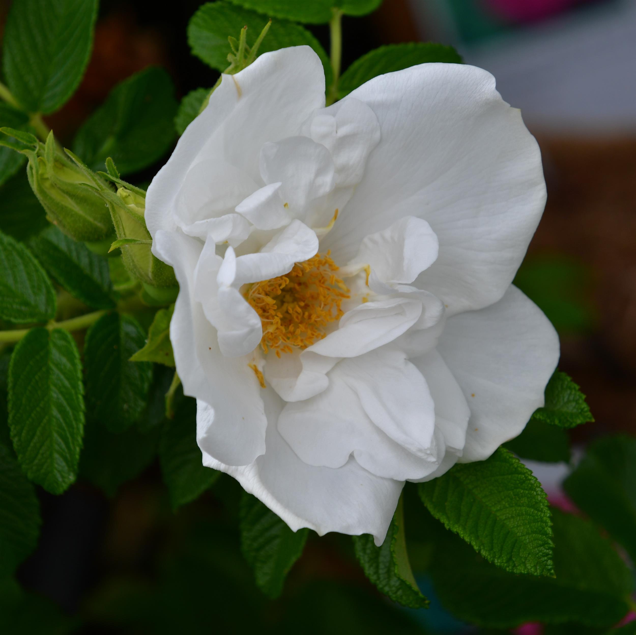 Blanc Double de Coubert