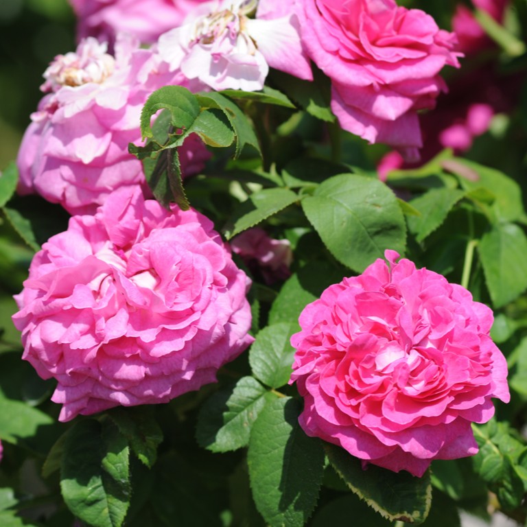 Ispahan / Pompon des Princes