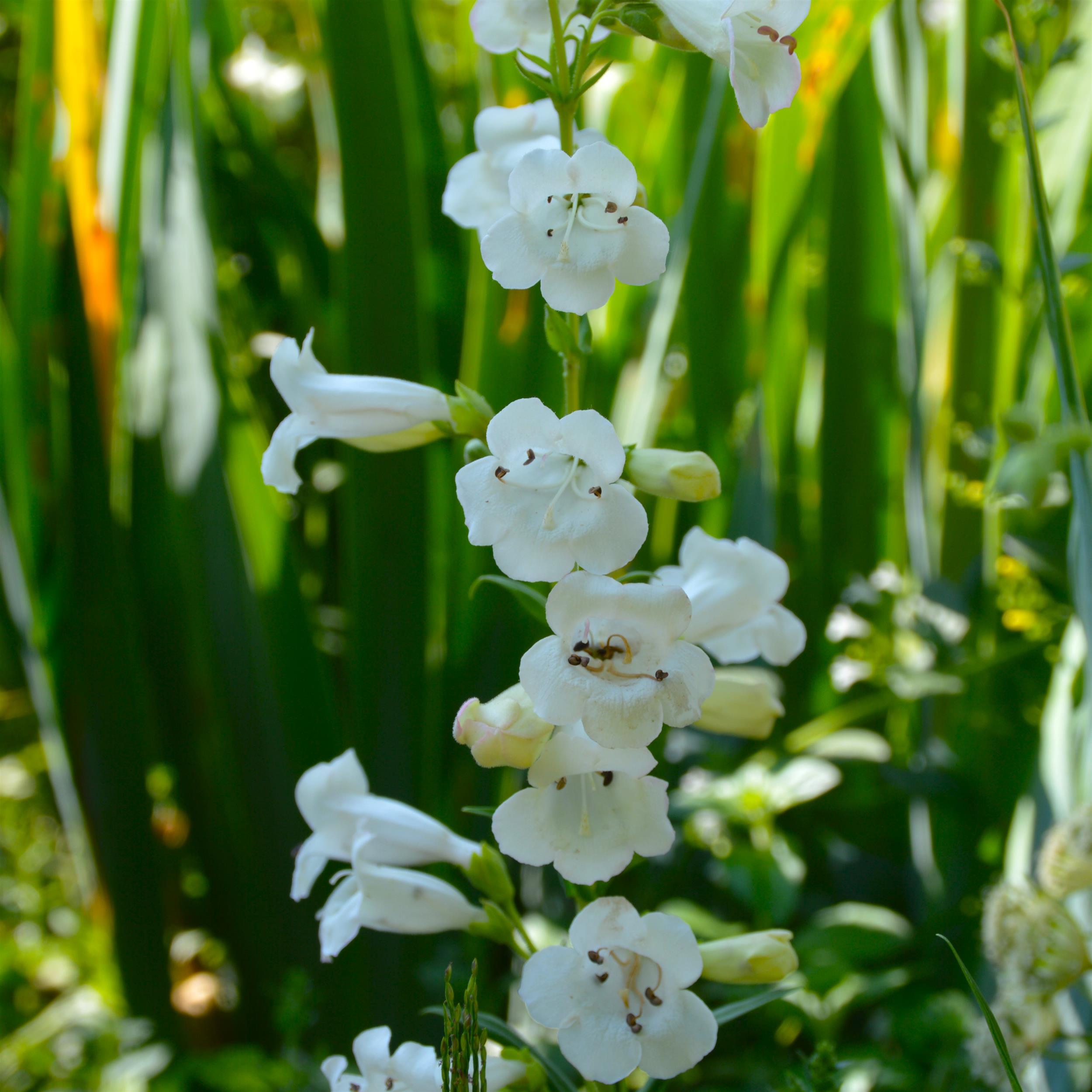 Penstemon 'White Bedder' 1L