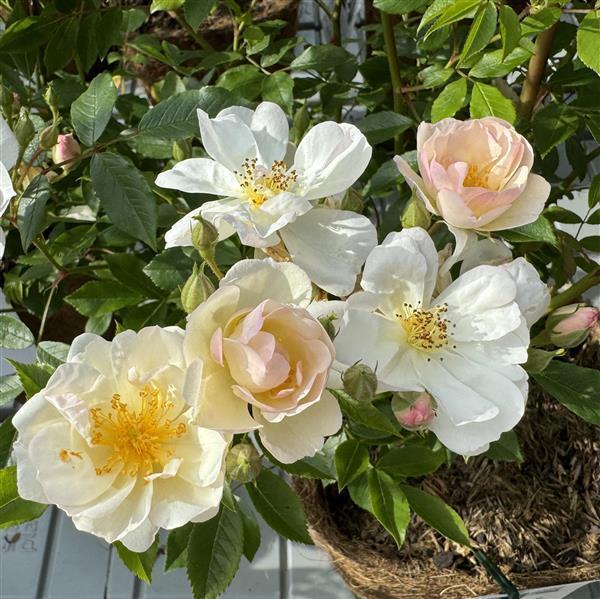 Penelope Hobhouse - Stammrose 90 cm