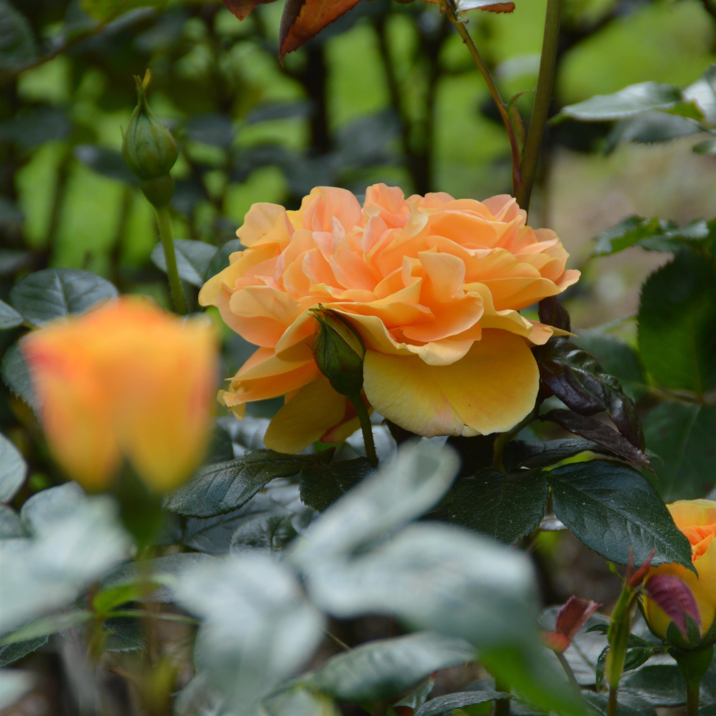 Bernstein Rose