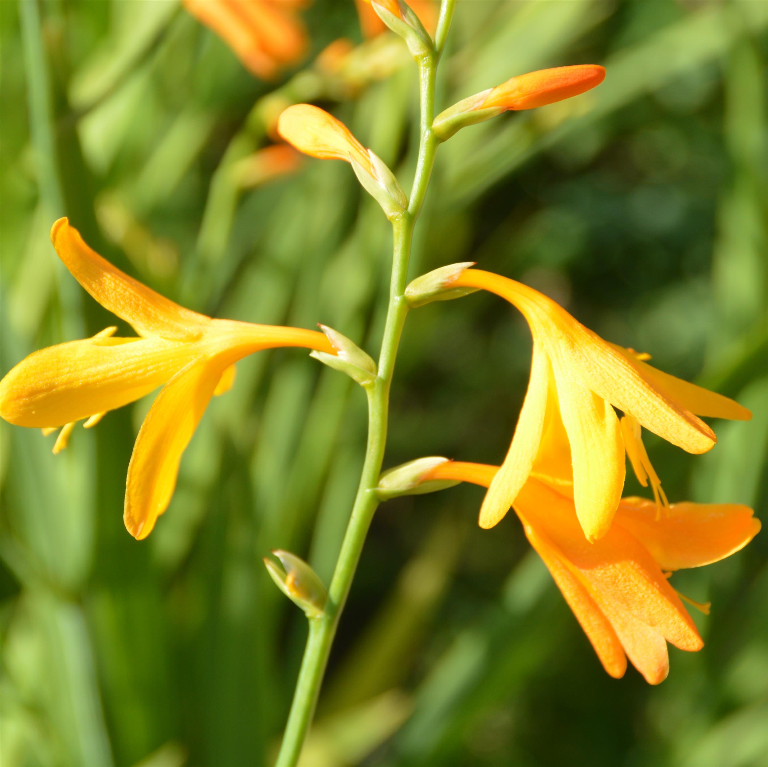 Crocosmia ´George Davidson` 2L