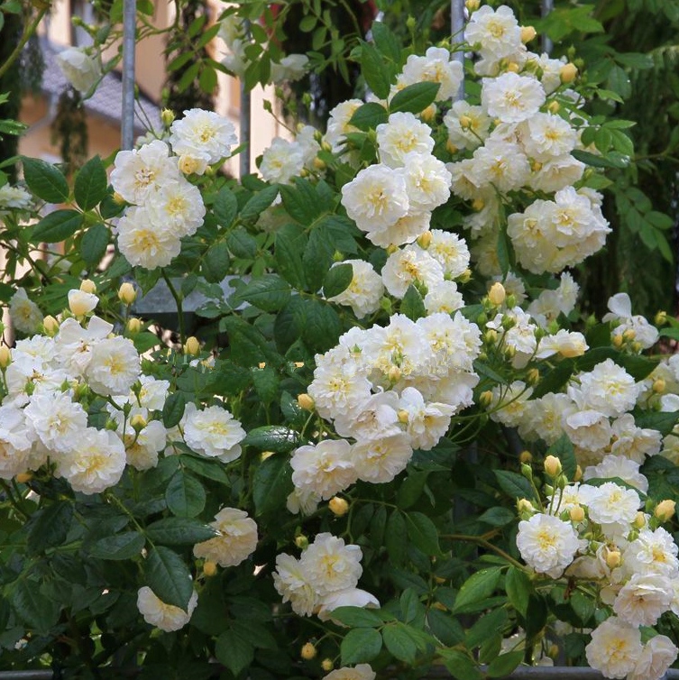 Lemon Rambler