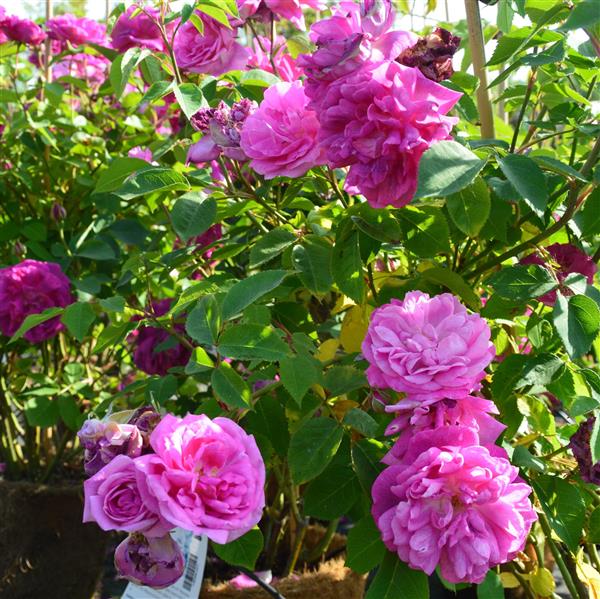 Futtacker Schlingrose