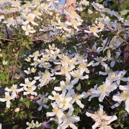Clematis montana 'Wilsonii'