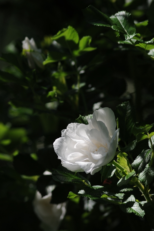 Blanc Double de Coubert
