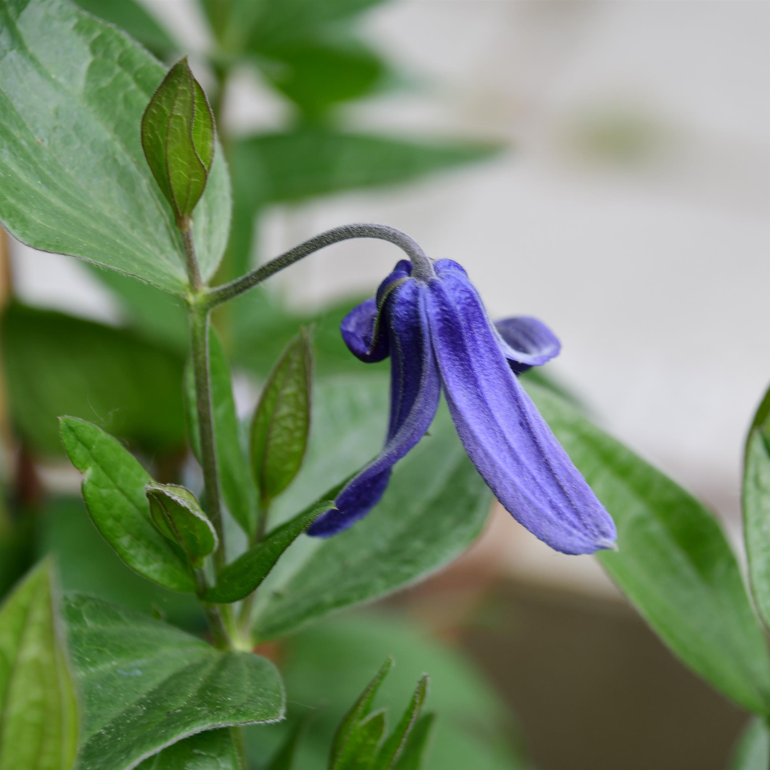 Clematis int. BLue Ribbons