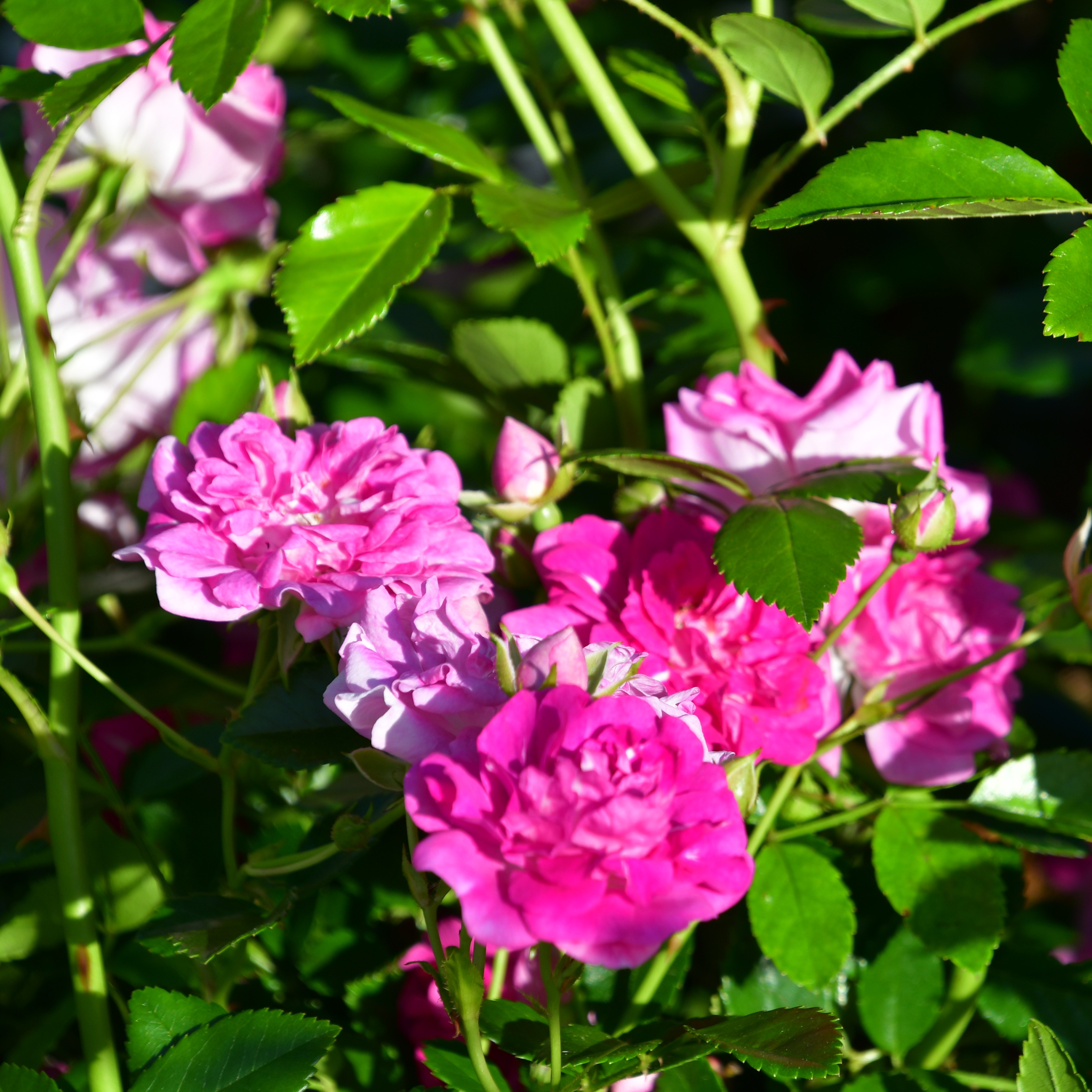 Super Excelsa