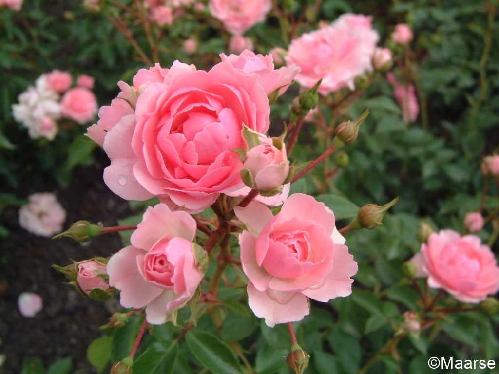 Bonica - Stammrose 60 cm