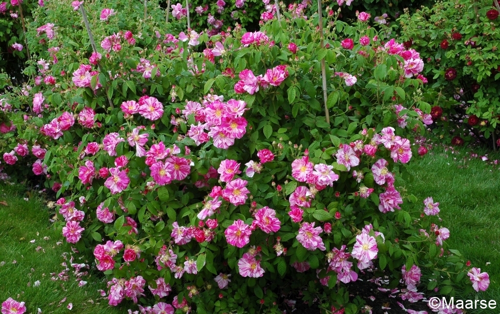 Rosa mundi (gallica versicolor)