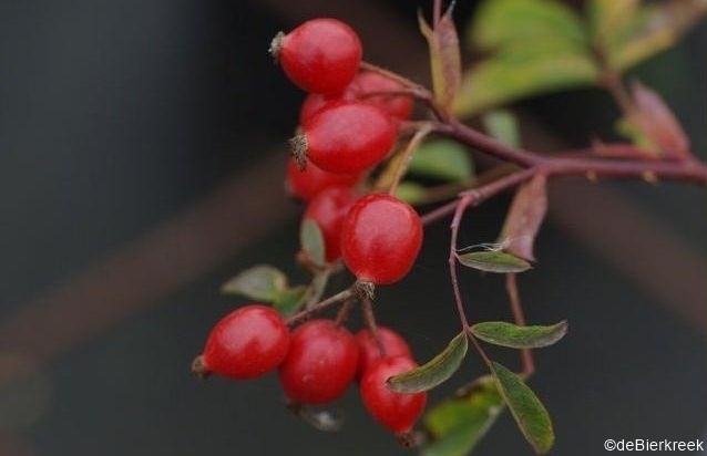 Rosa glauca