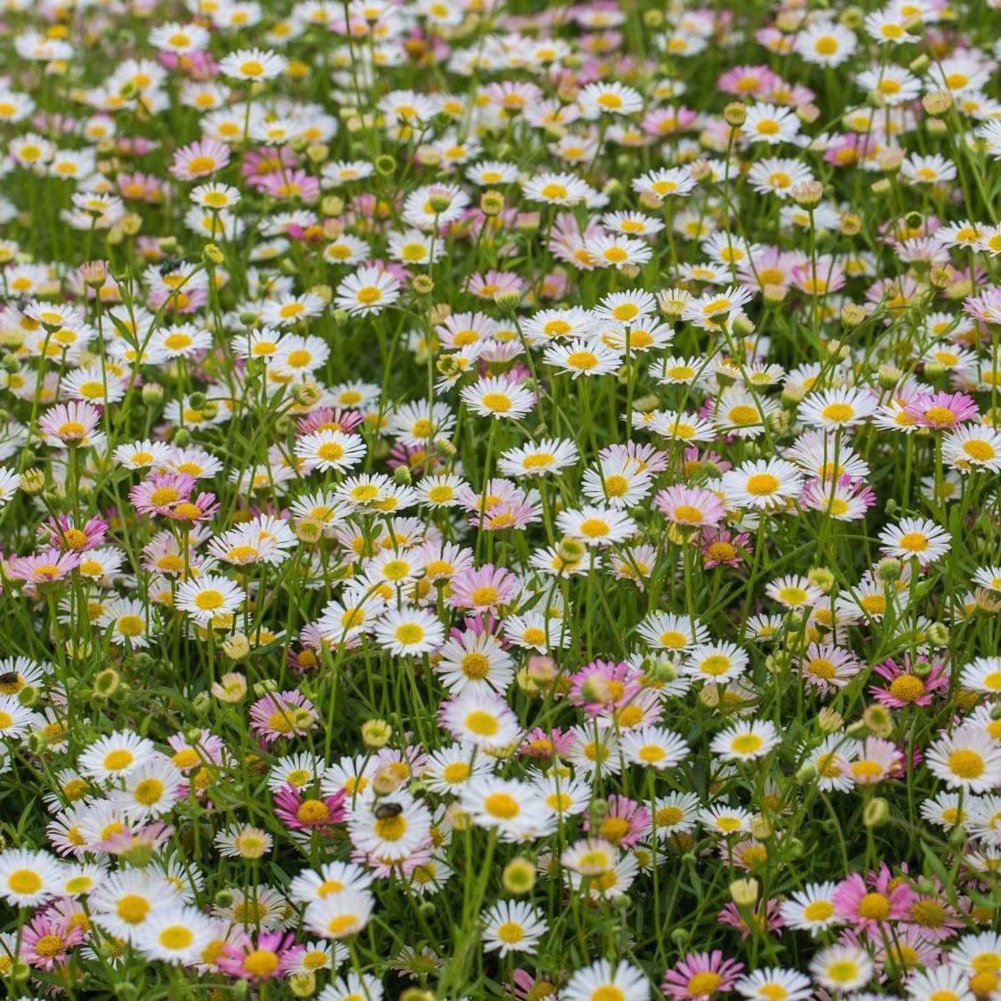 Erigeron karvinskianus 1L