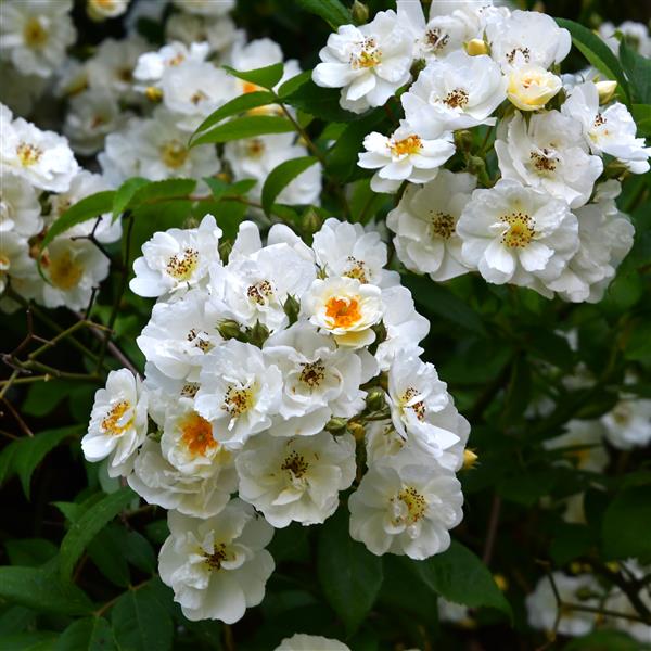 Rambling Rector