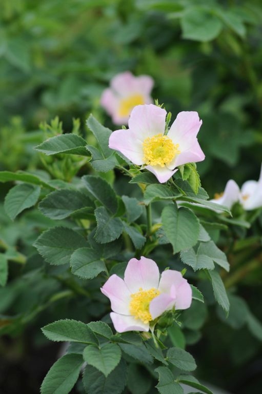 Rosa scarmanii