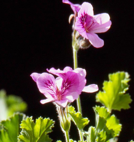 Pelargonium Citriodorum - Duftgeranie Orangenduft