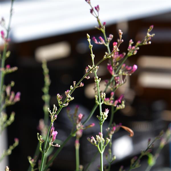 Agastache rupestris 'Pink Sunrise' 1L
