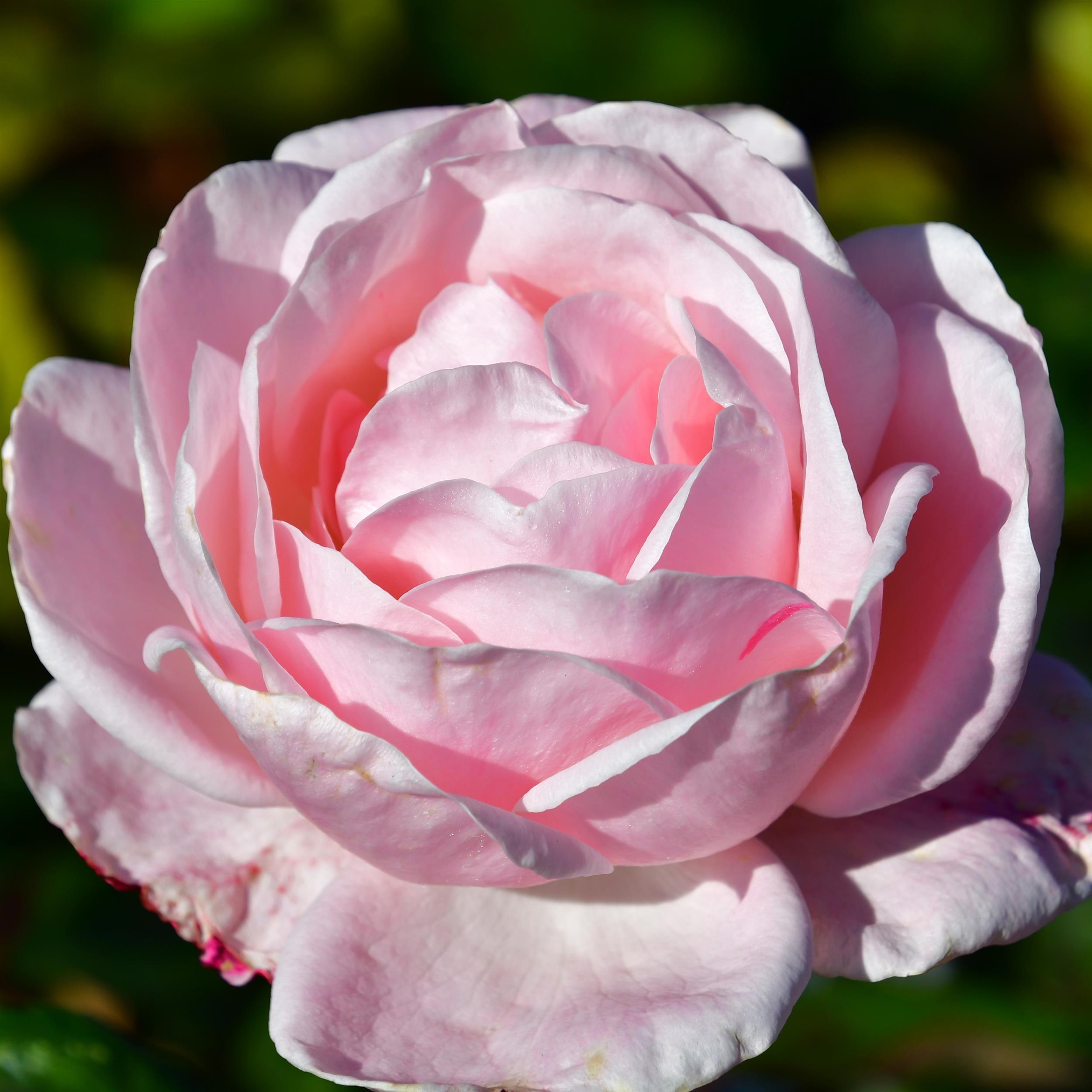 The Queen Elizabeth Rose - Stammrose 90 cm
