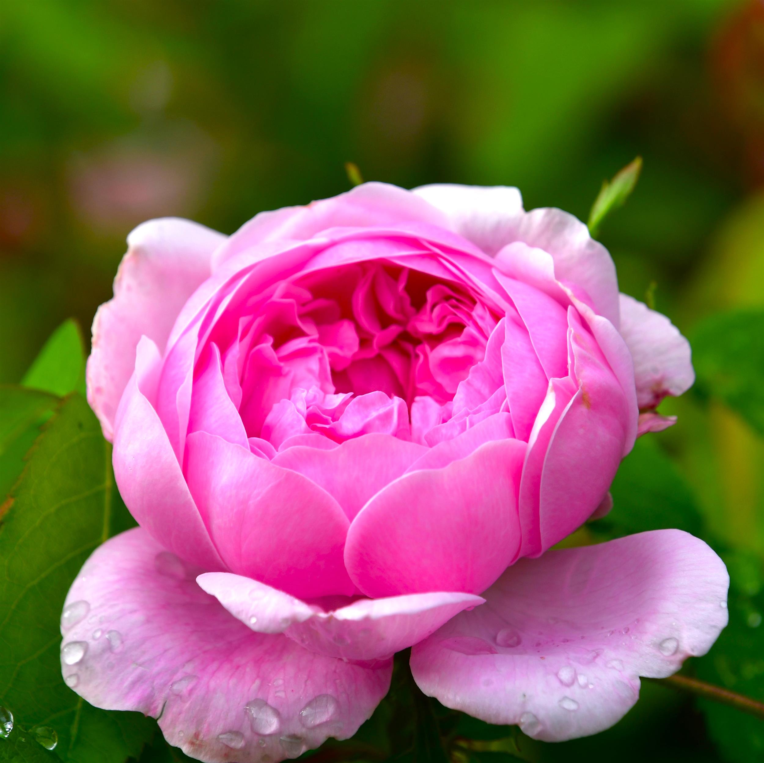Jacques Cartier