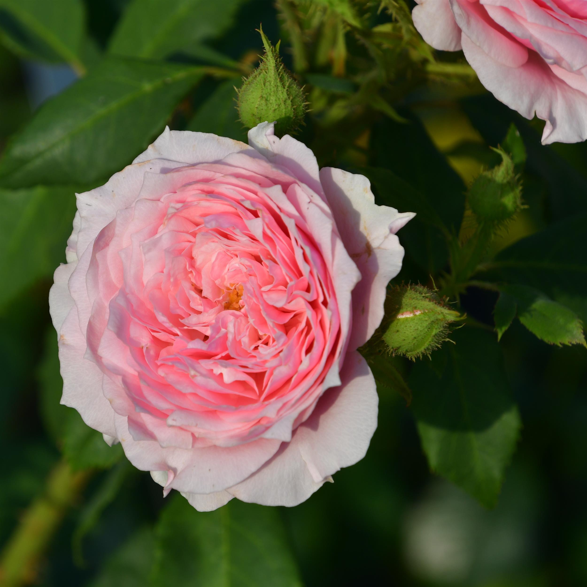 Antique Rose (Scarman)