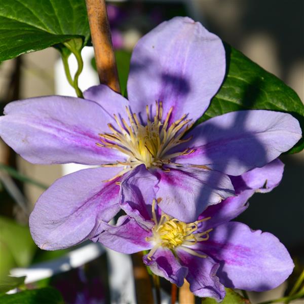 Clematis Hyb. Darena