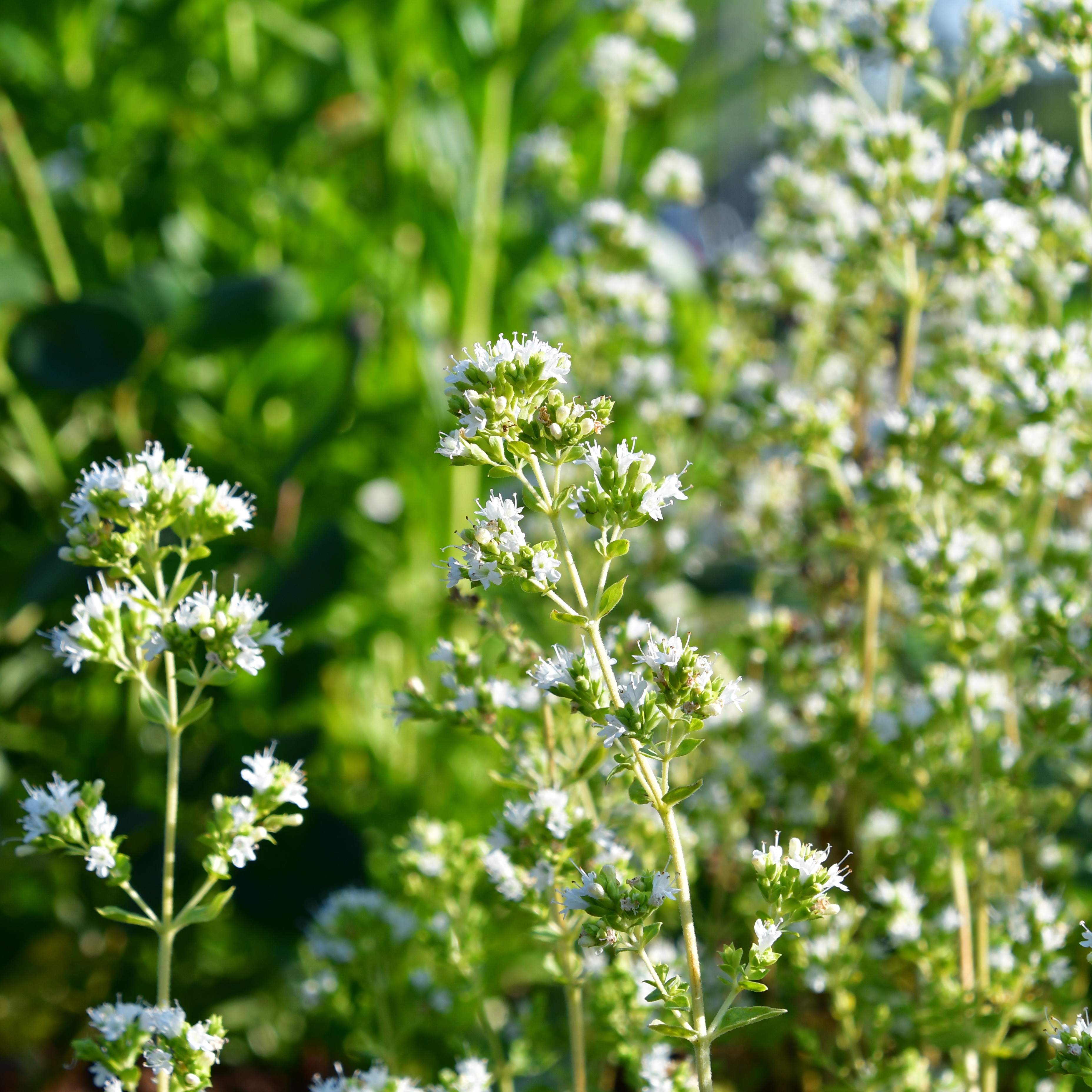 Origanum vulgare hot & Spicy 0,5L