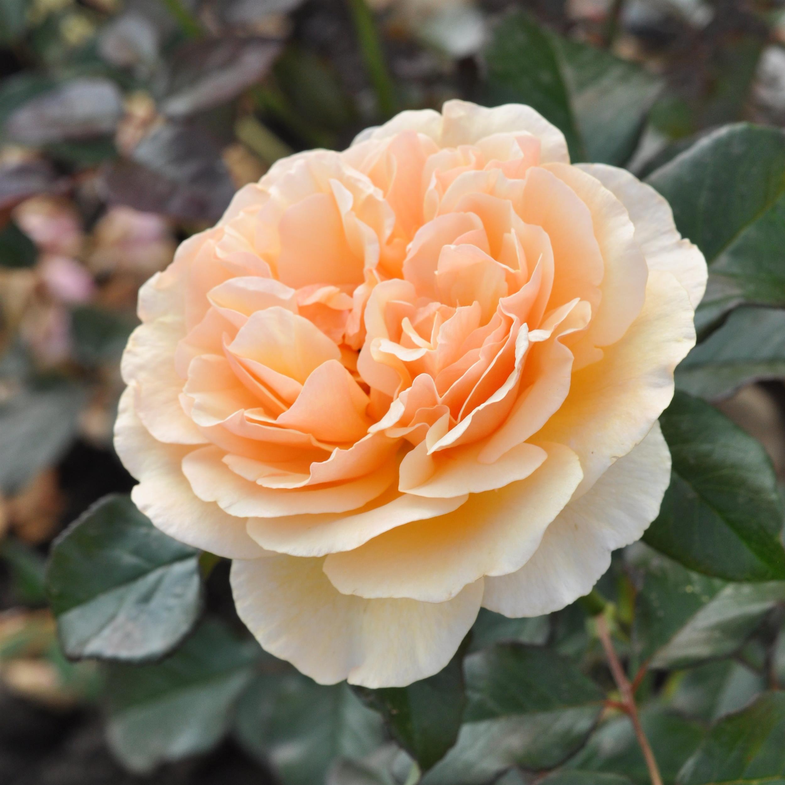 Mystic Essbare Rose