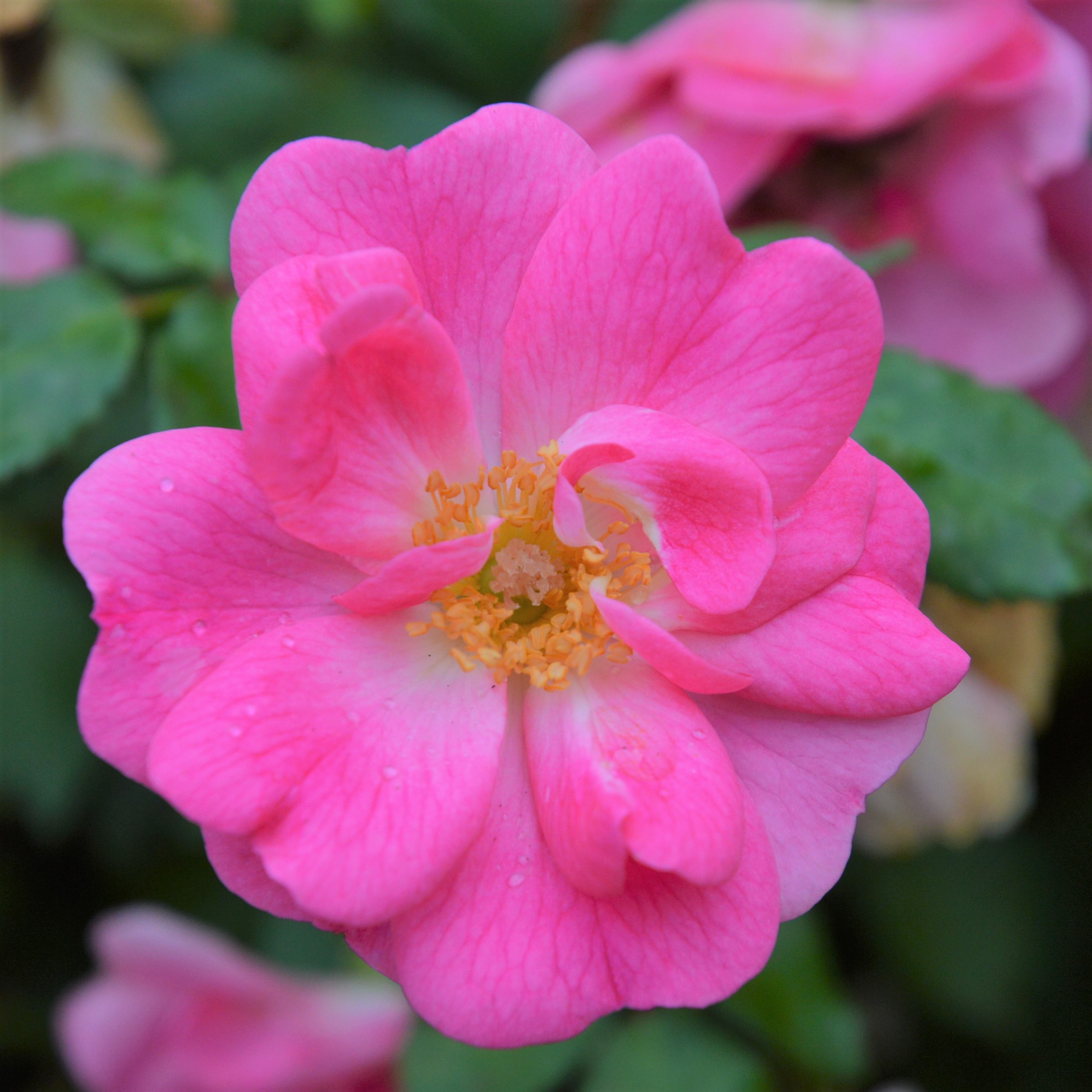 Bad Wörishofen 2005 / Pink Emely