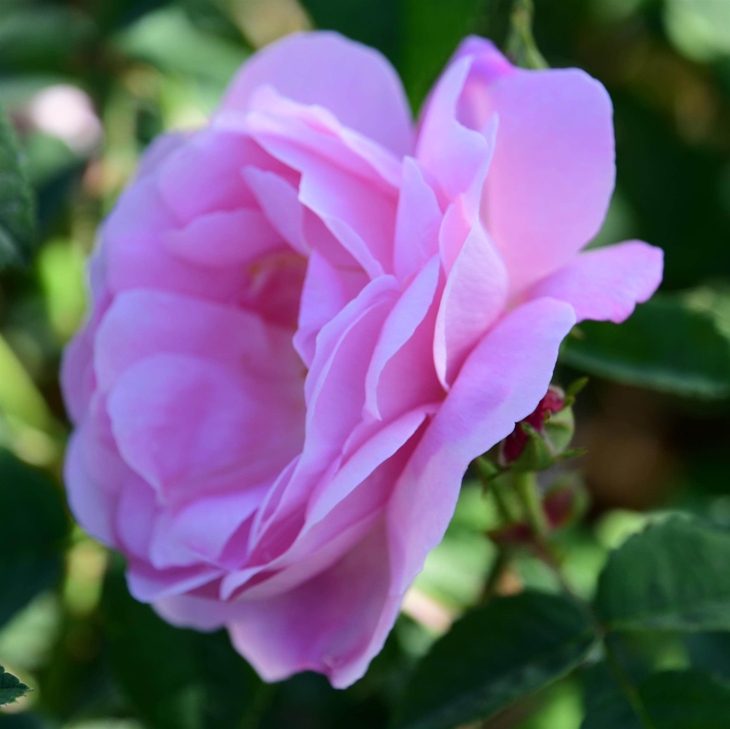 Belle Amour