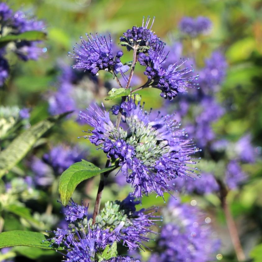 Caryopteris x clandonensis 'Heavenly Blue'