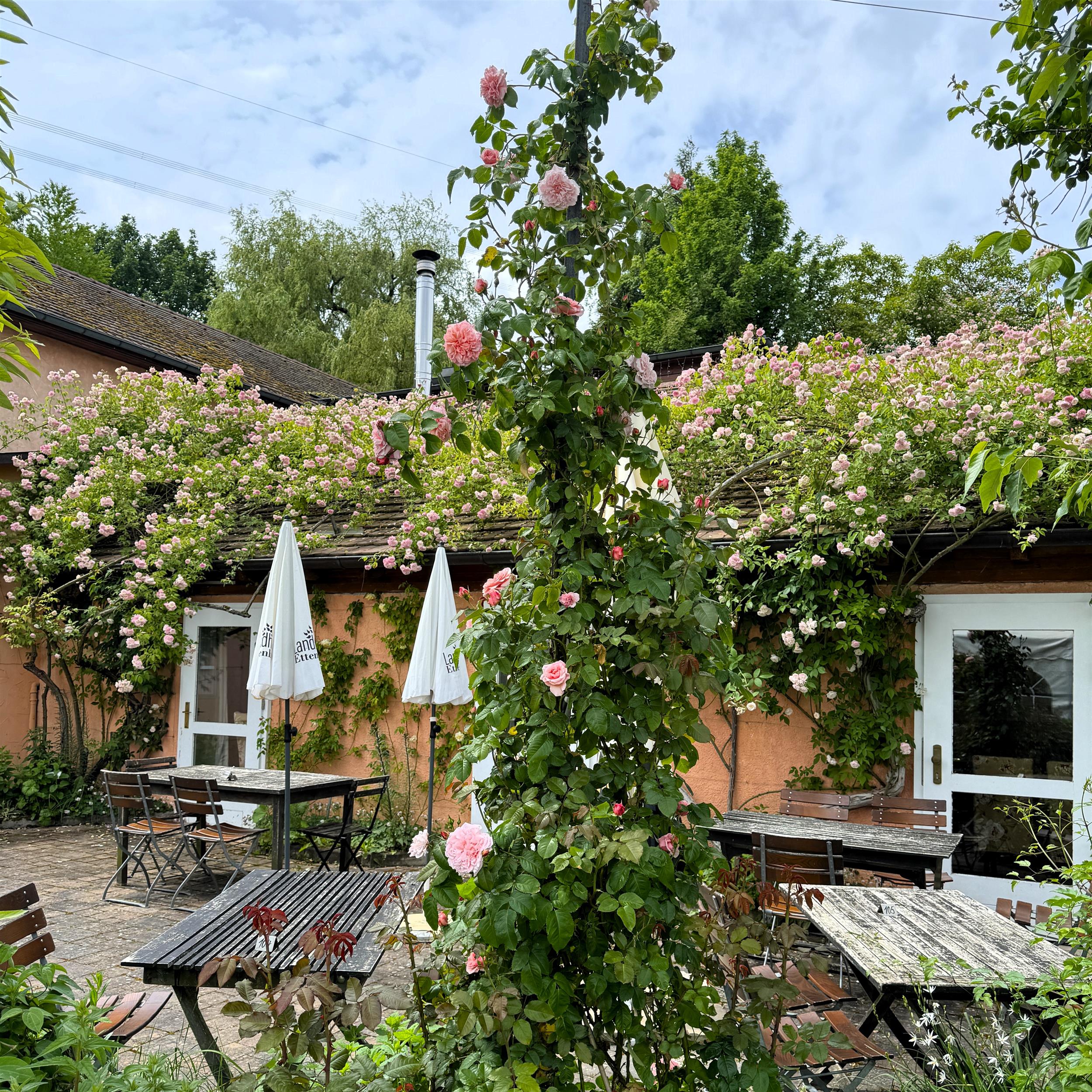 Rose de Tolbiac