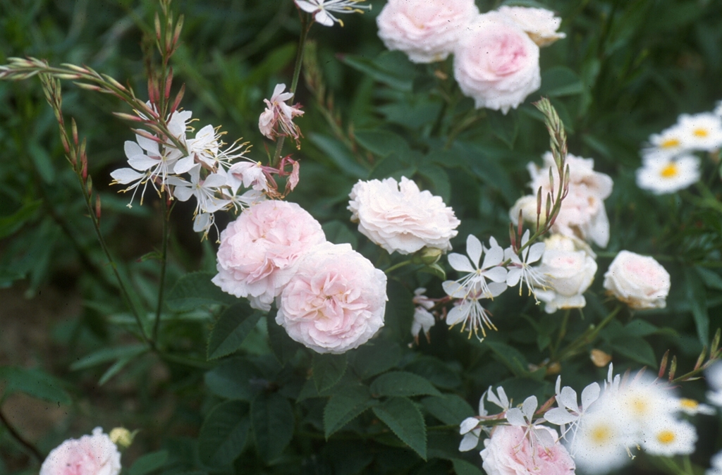 Great Maiden´s Blush