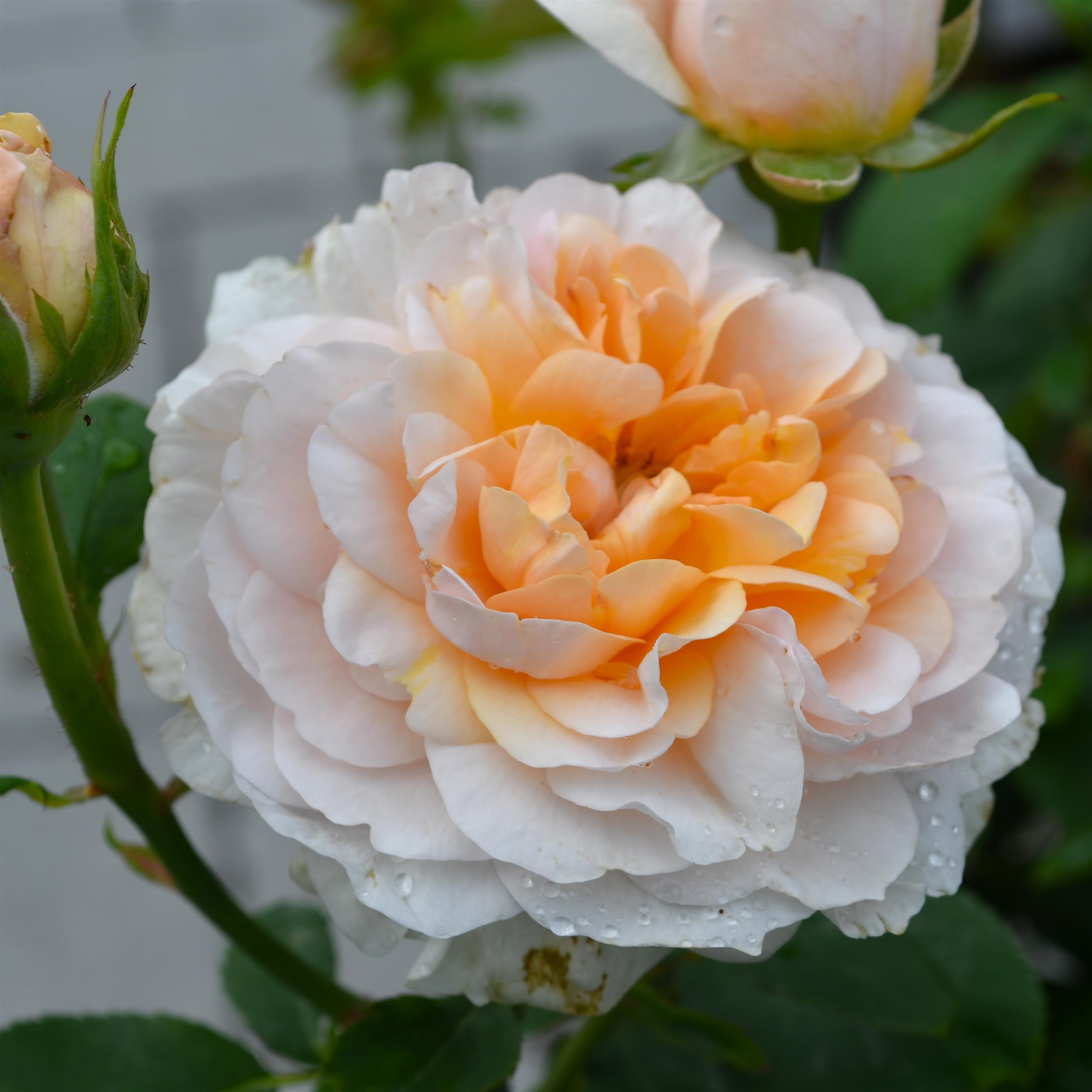 Englische Rosen