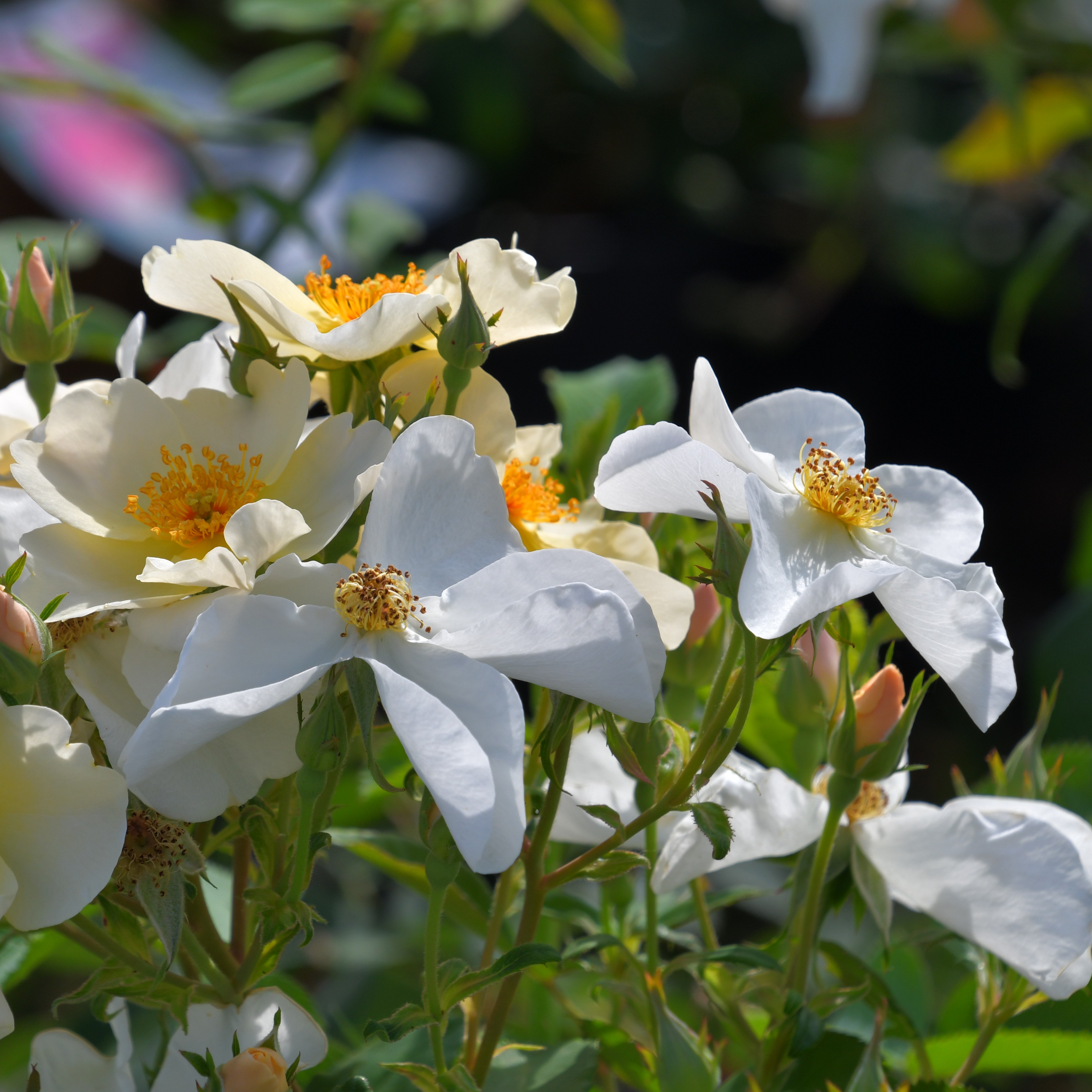 Kew Gardens