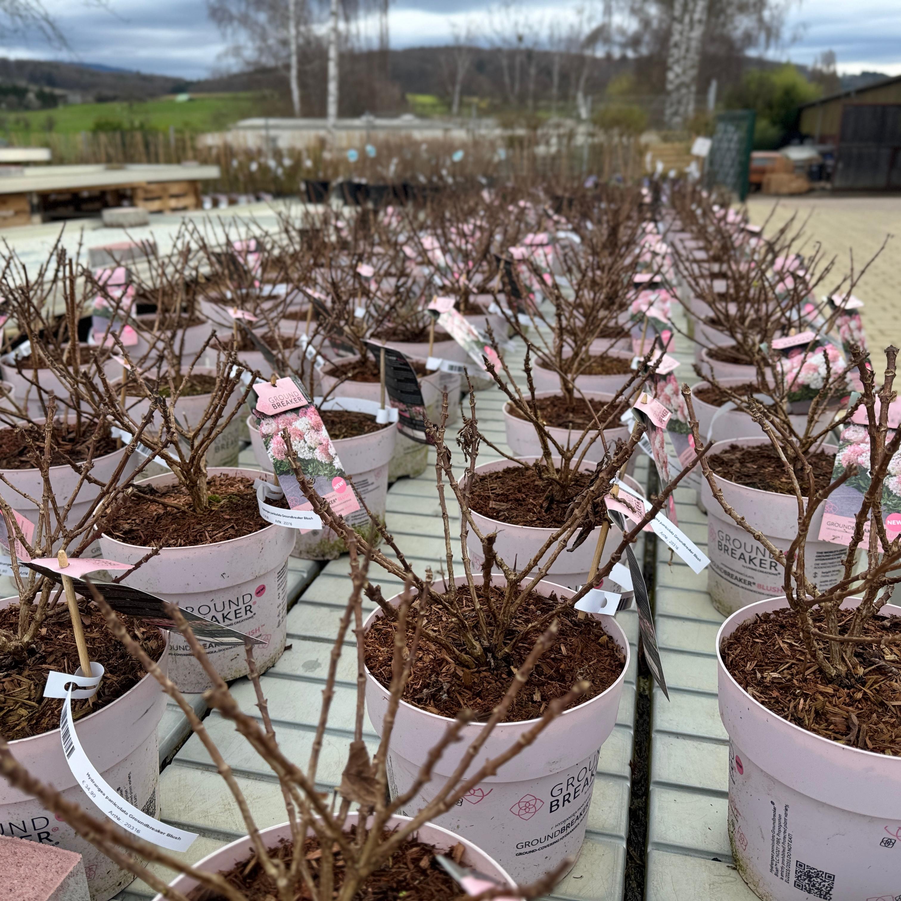 Hydrangea paniculata Groundbreaker Blush
