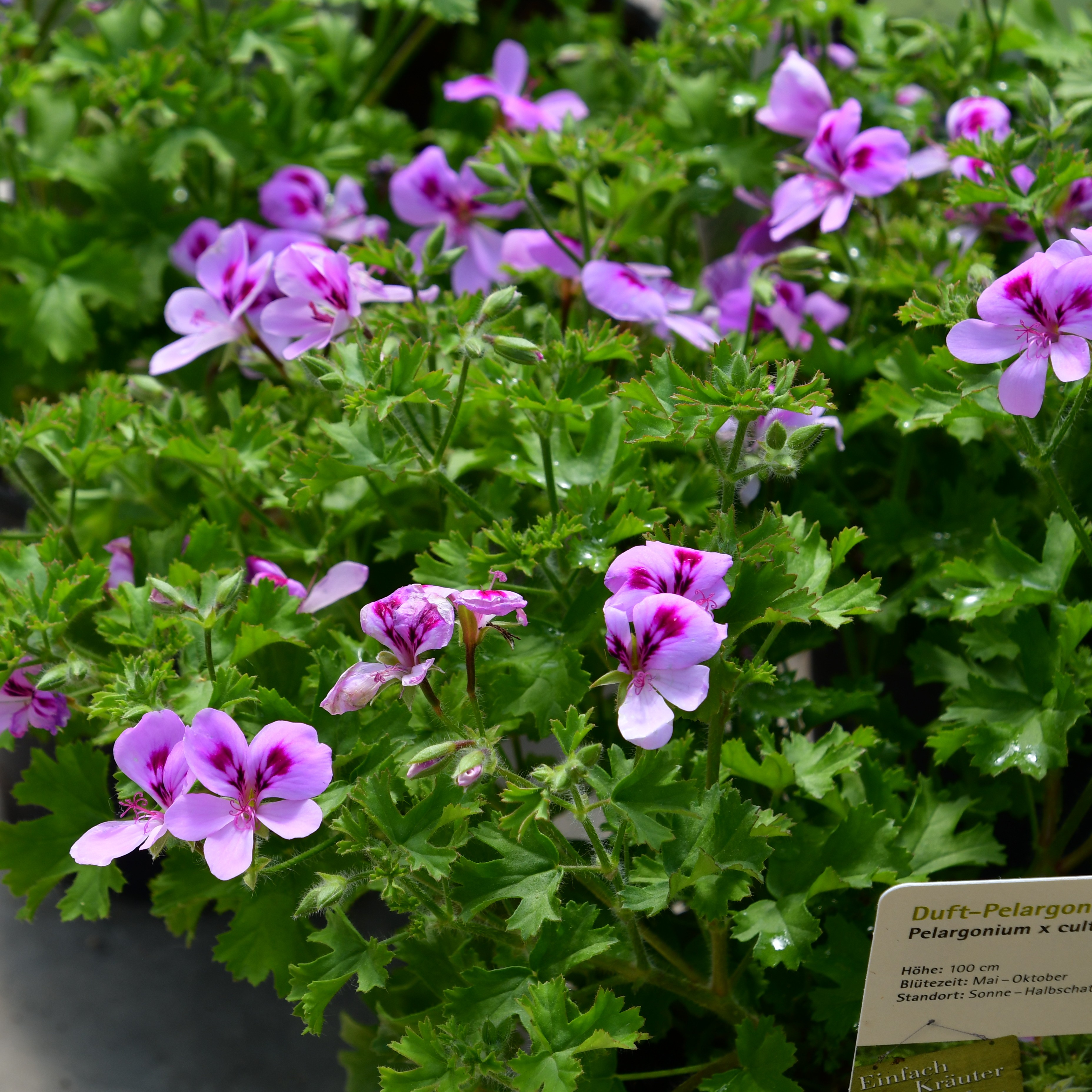 Pelargonium Citronella - Duftgeranie Zitronenduft 1L