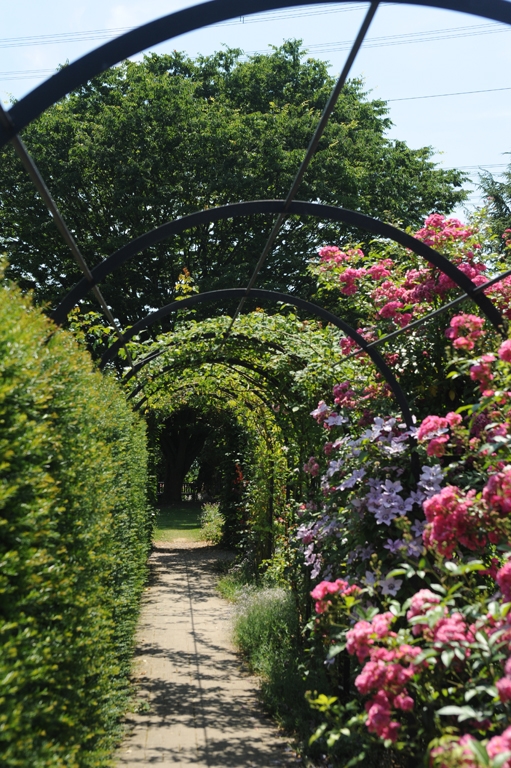 Brewood Belle