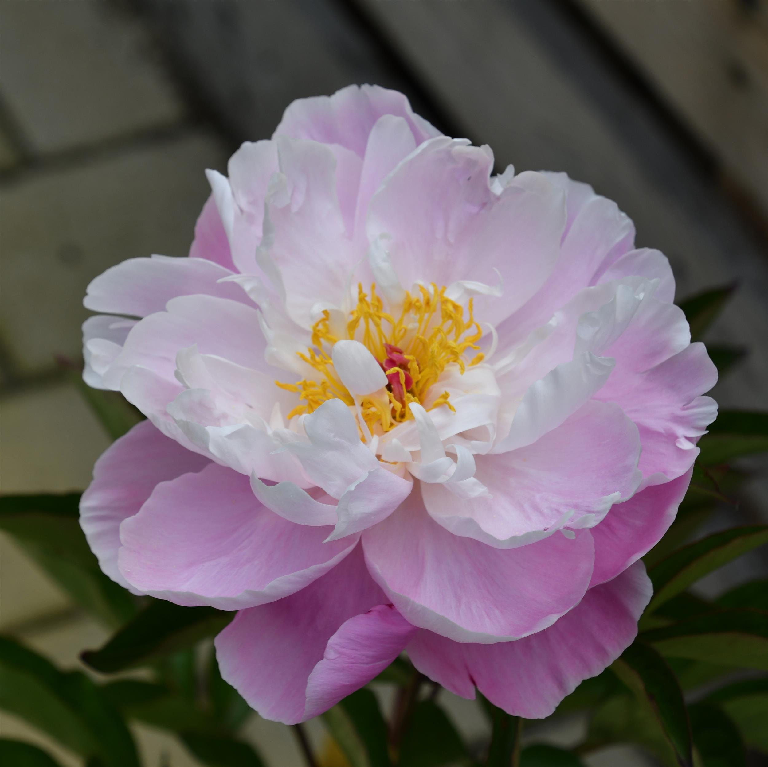 Paeonia lactiflora 'Edulis Superba'
