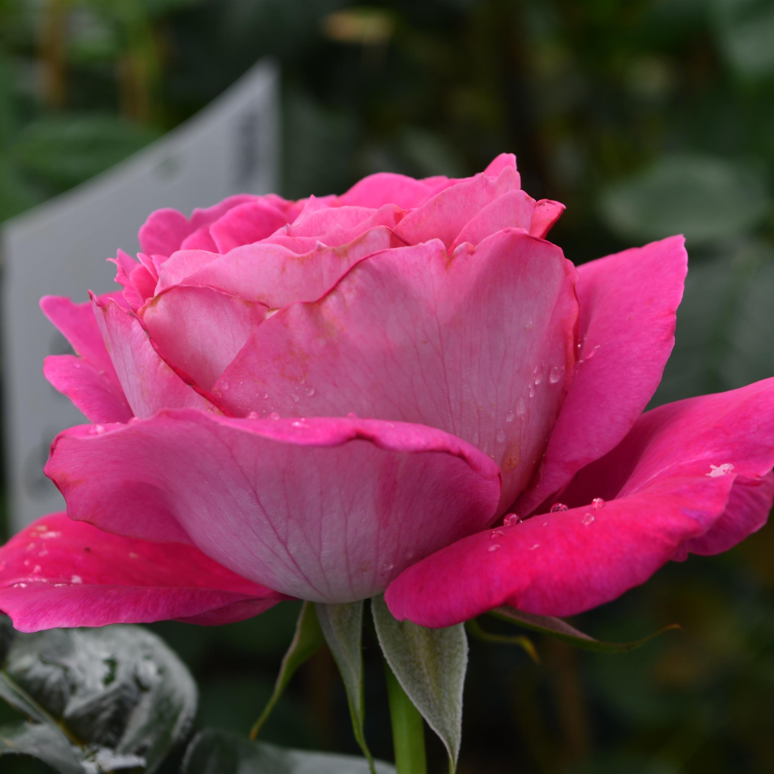 Baronne E. de Rothschild