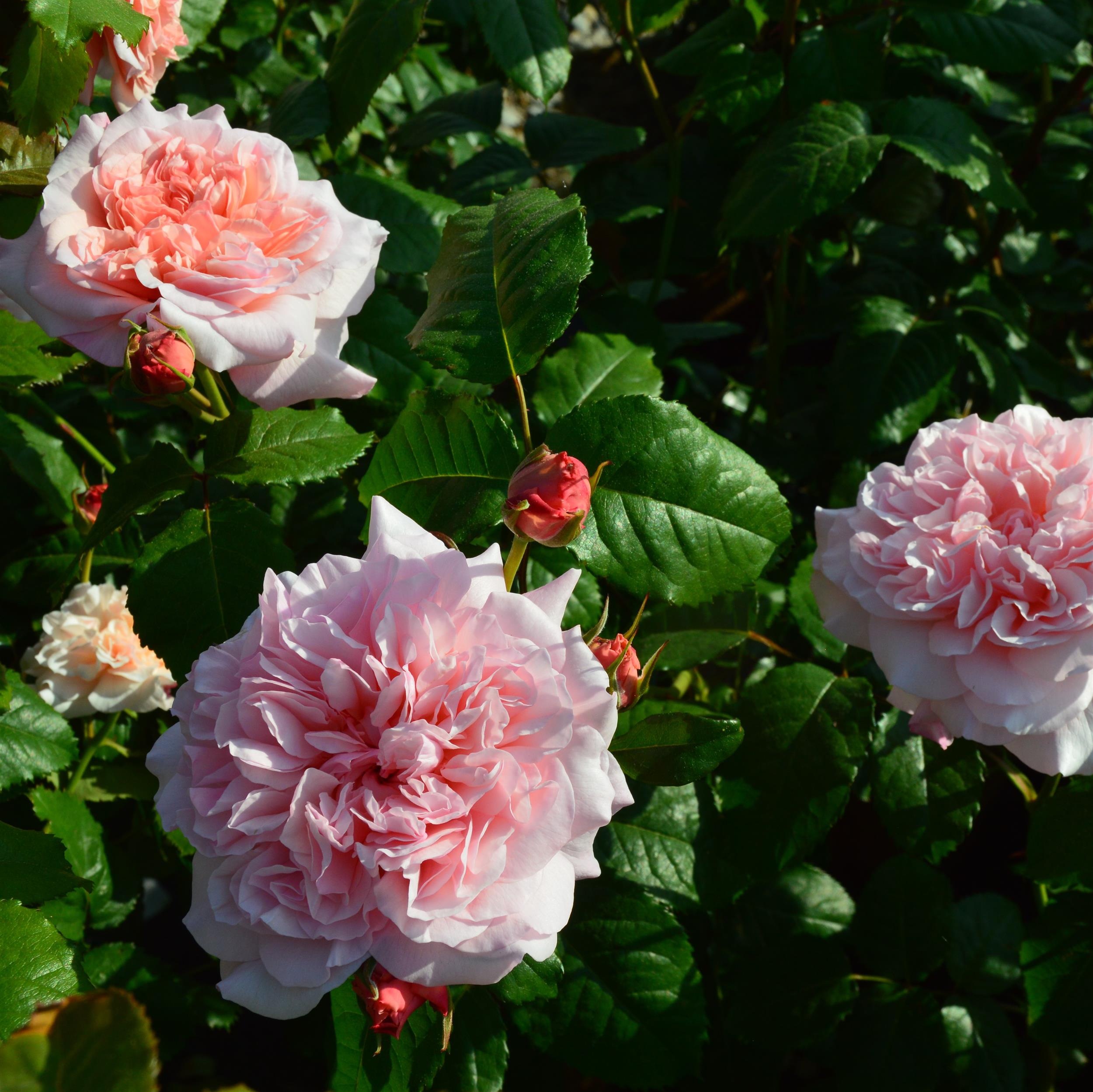 Rose de Tolbiac
