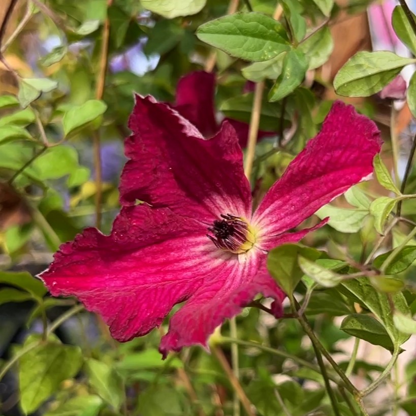 Clematis vitic.Rubra