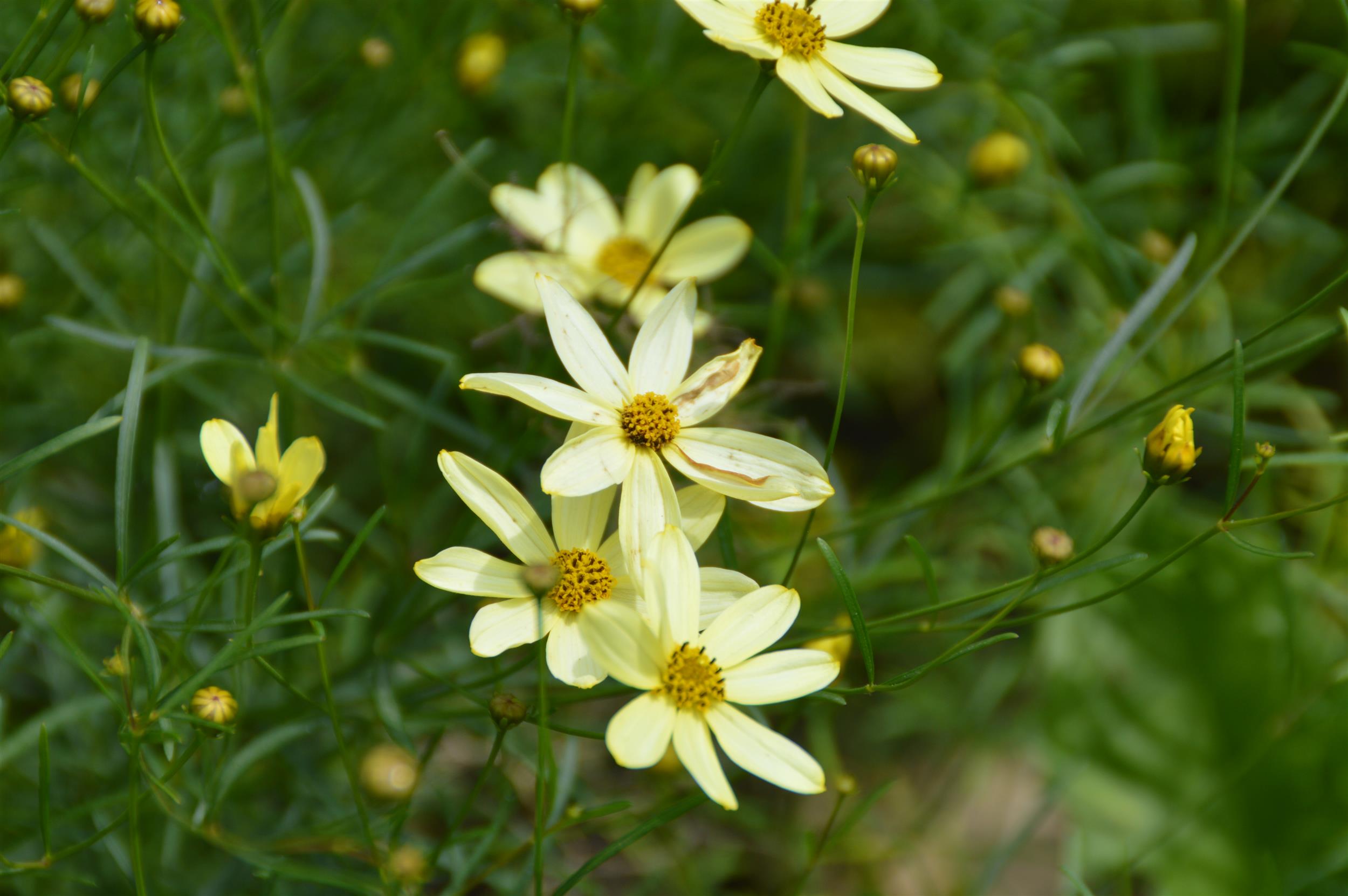 Coreopsis verticillata ´Moonbeam` 1L