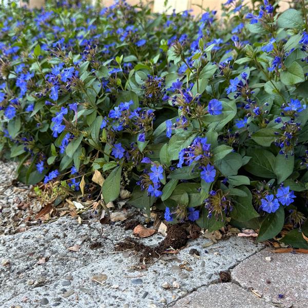 Ceratostigma plumbaginoides 0,5L