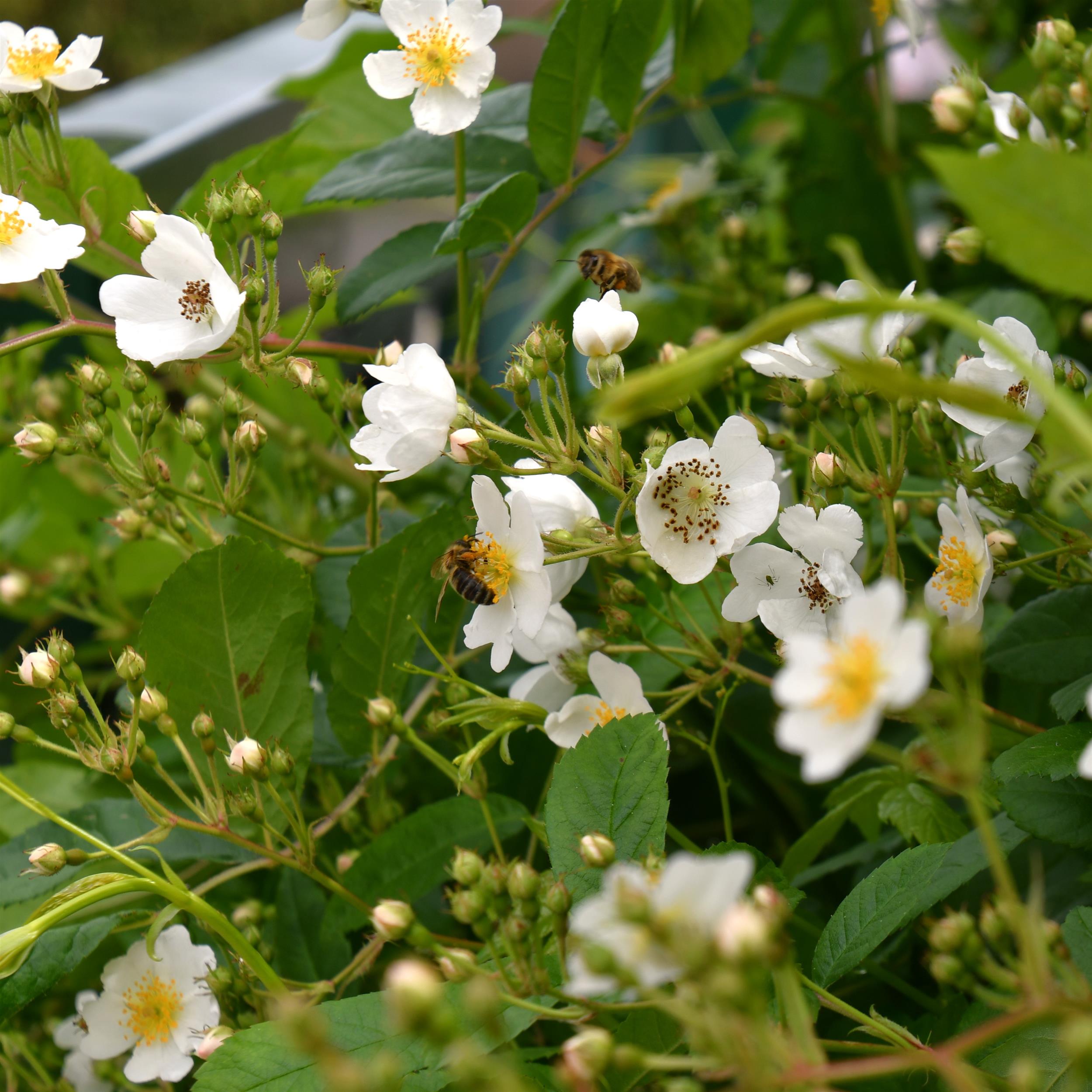 Rosa multiflora