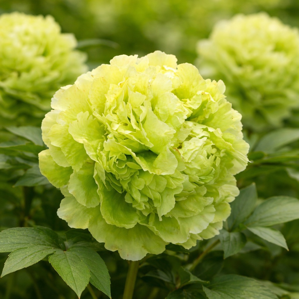 Paeonia suffruticosa Lu Mu Ying Yu