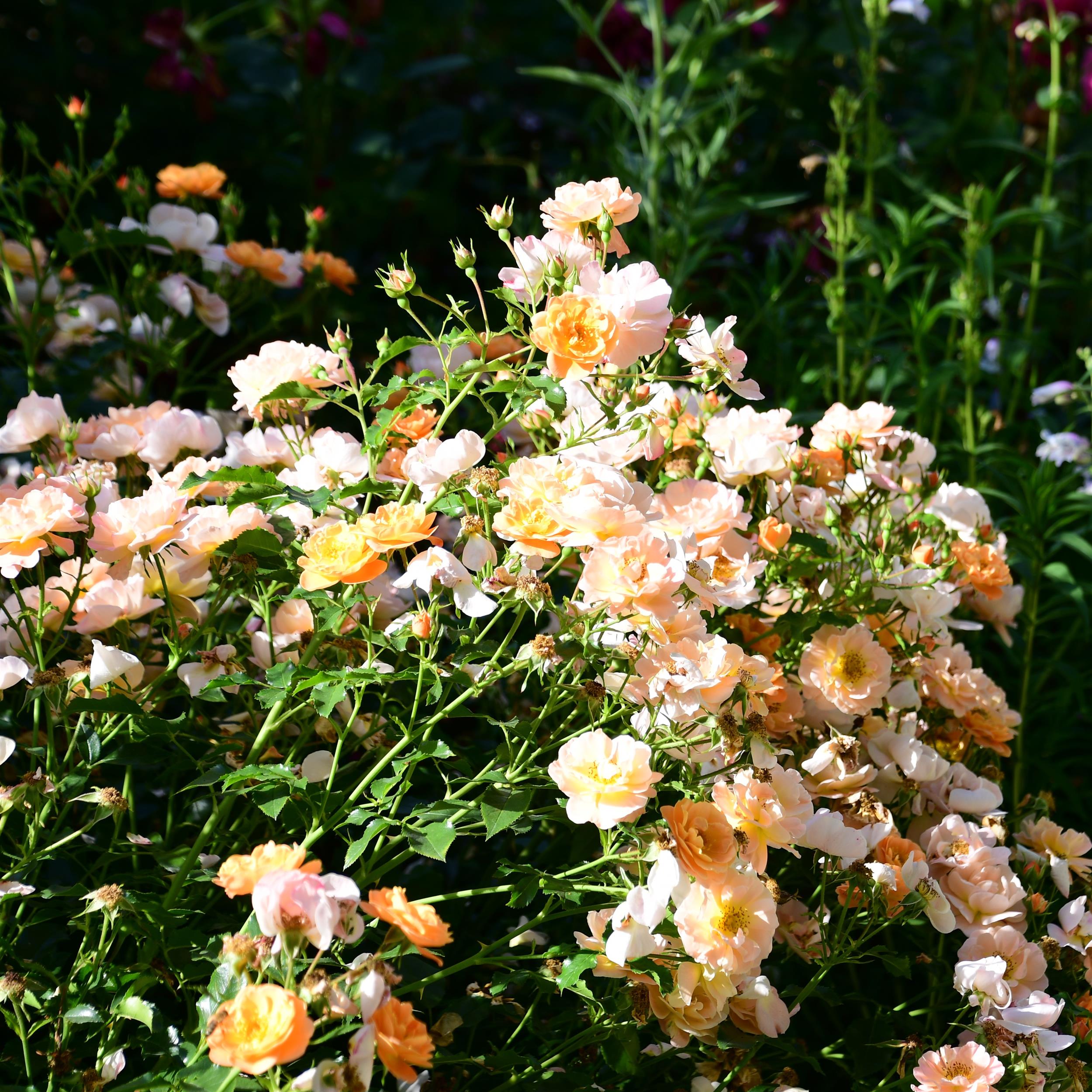 Amber Flower Carpet/Sedana