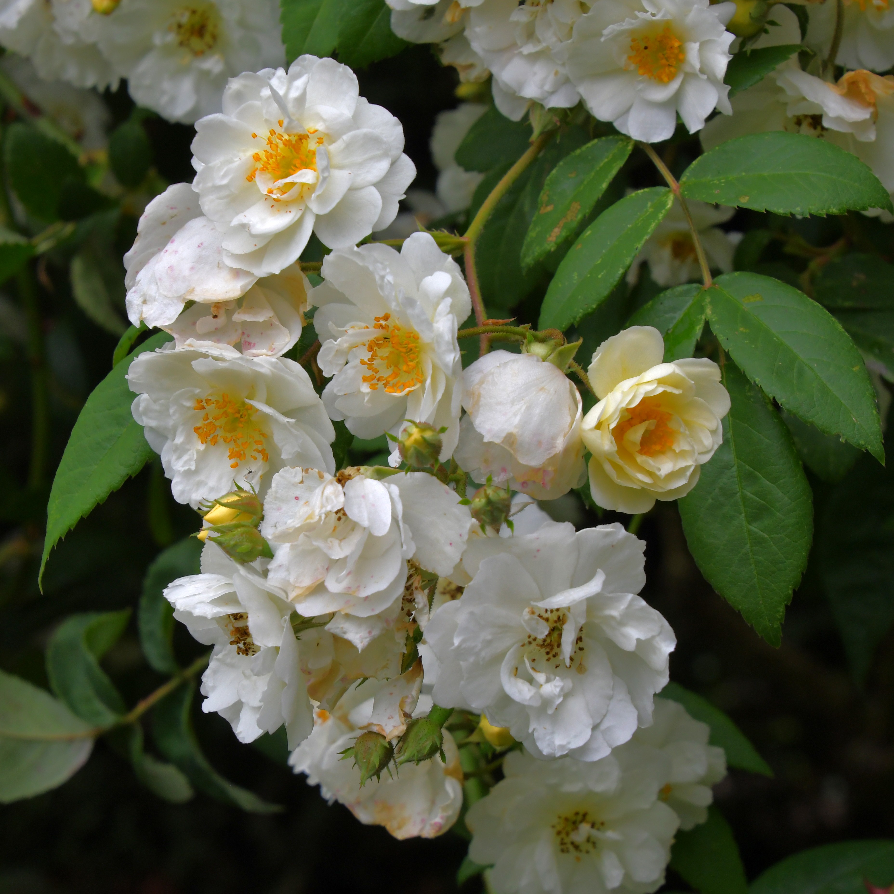 Rambling Rector