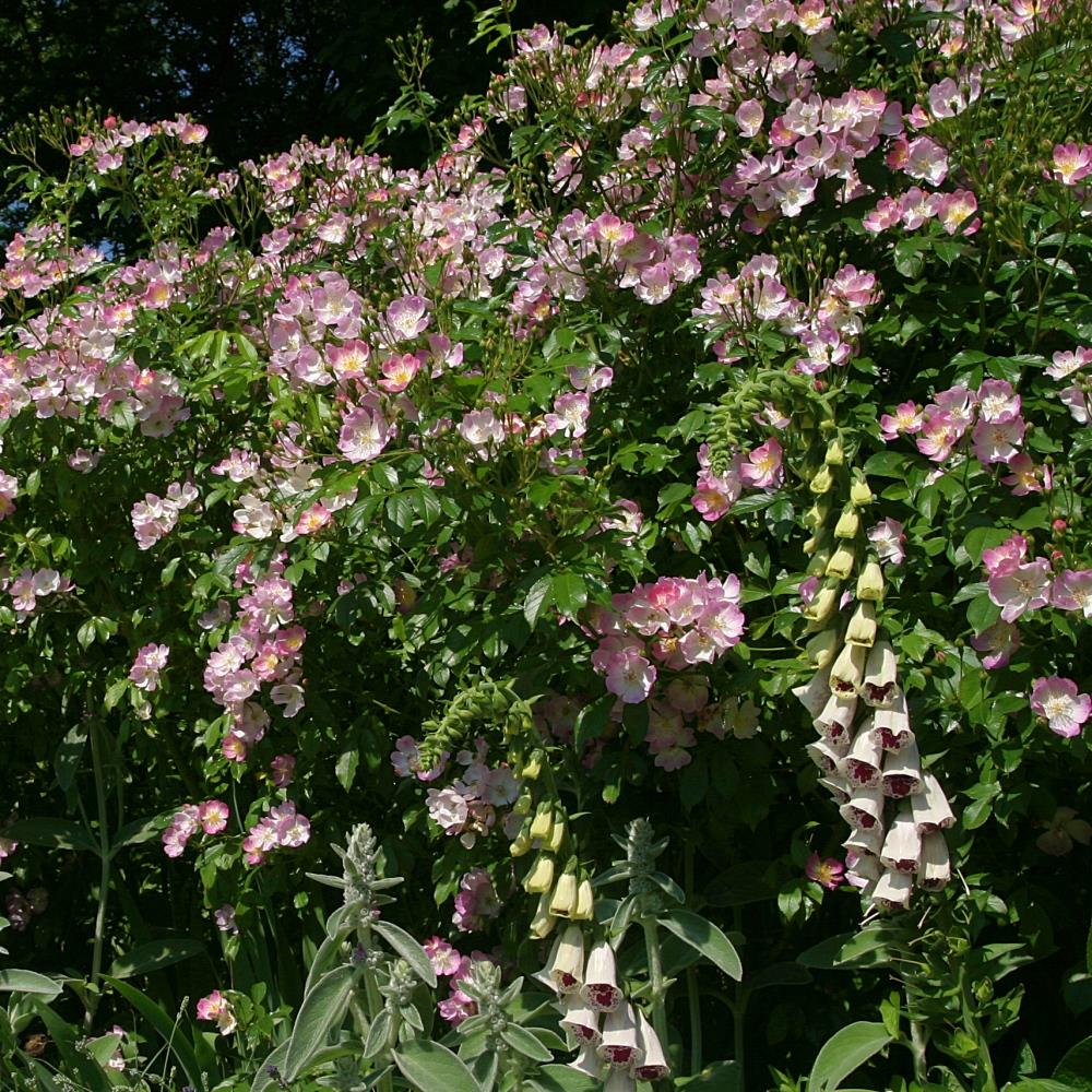 Mrs Billy Crick - Stammrose 110 cm