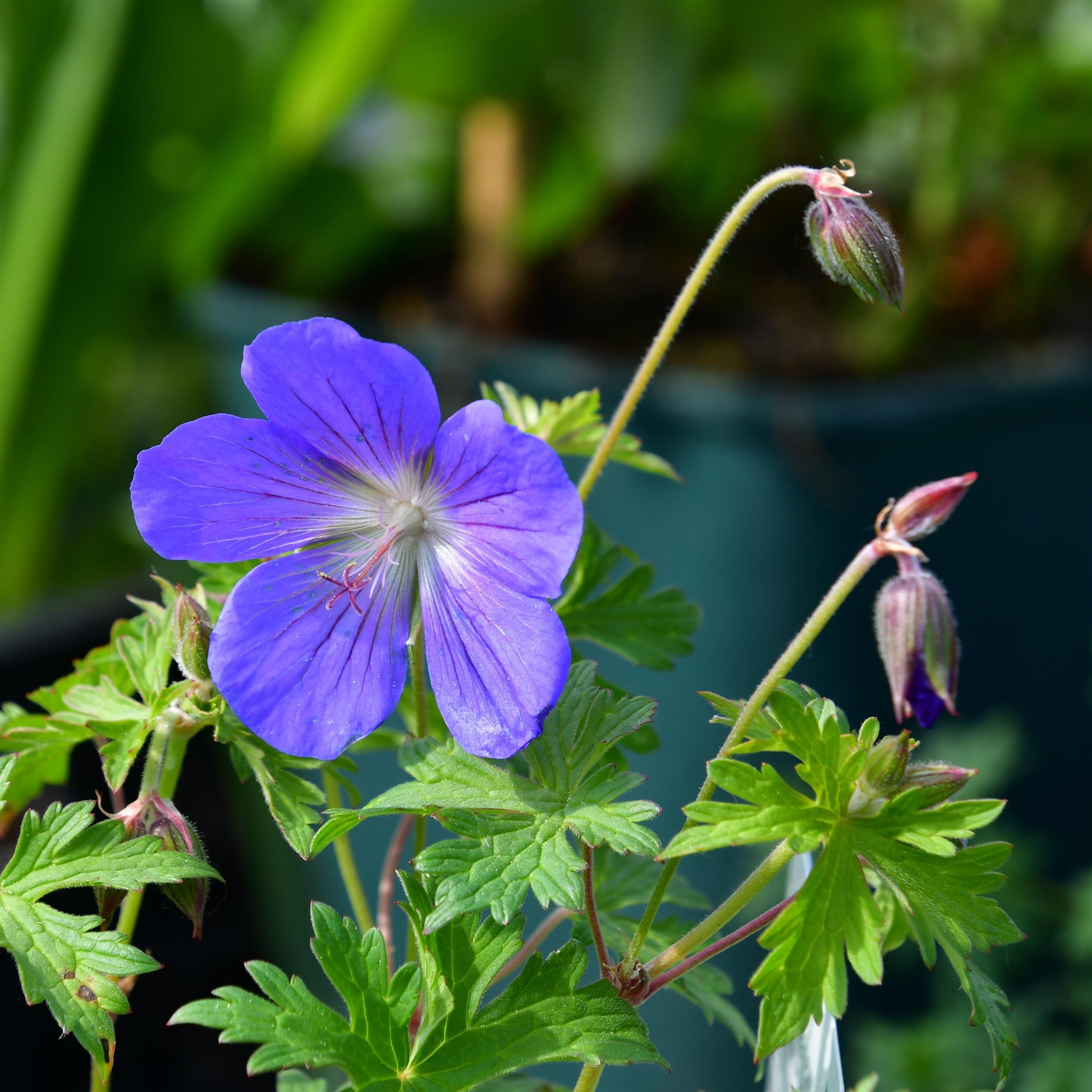 Geranium Pratense-Hybride 'Johnsons Blue' 1L